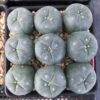 buy peyote buttons online