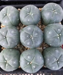 buy peyote buttons online​