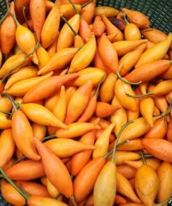 buy iboga seeds online