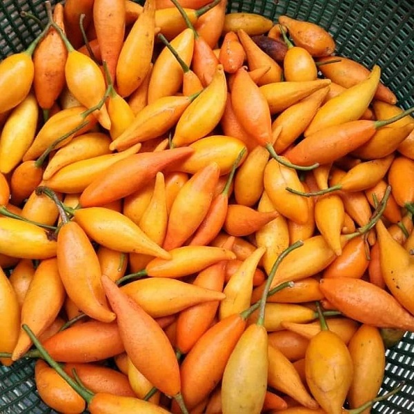 buy iboga seeds online