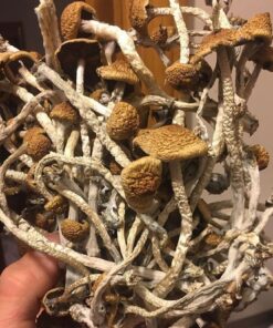 Liberty Cap Mushroom