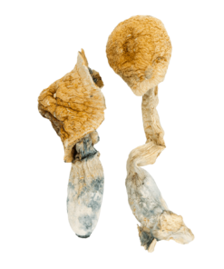 buy african transkei mushroom
