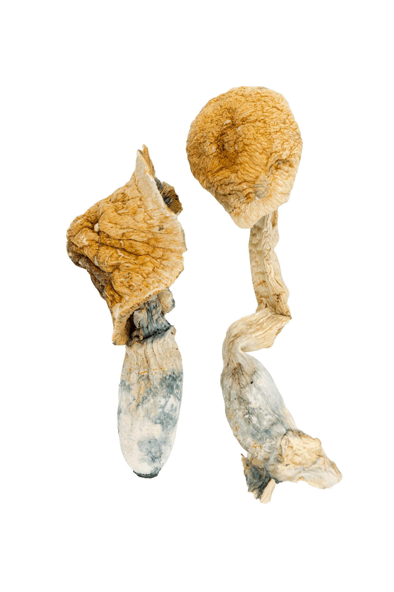 buy african transkei mushroom