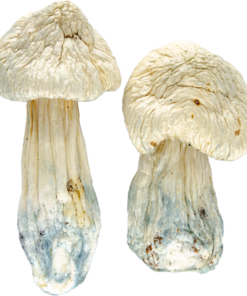 buy albino penis envy