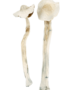 buy albino treasure coast mushroom