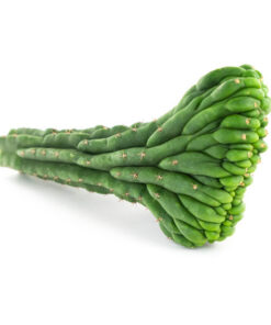 potted san pedro cactus for sale