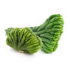 buy san pedro cactus online