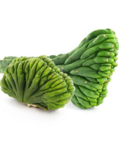 buy san pedro cactus online