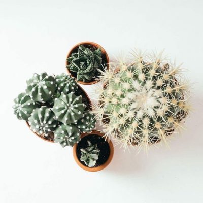 Psychedelic Cactus