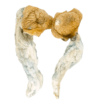 buy goldmember magic mushrooms