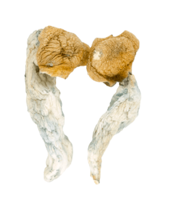buy goldmember magic mushrooms