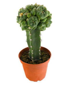 buy grafted peyote