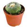 buy lophophora decipiens