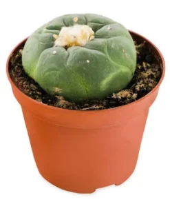 buy lophophora decipiens