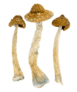 buy malabar mushroom
