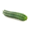 buy peruvian torch cactus