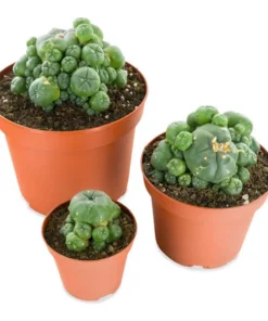 buy lophophora williamsii cactus
