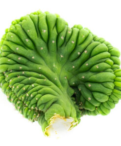 best place to buy san pedro cactus