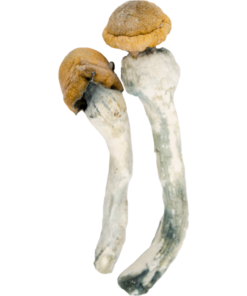Thrasher Psilocybin