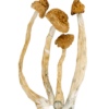 buy psilocybe cubensis ecuador