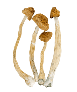 buy psilocybe cubensis ecuador