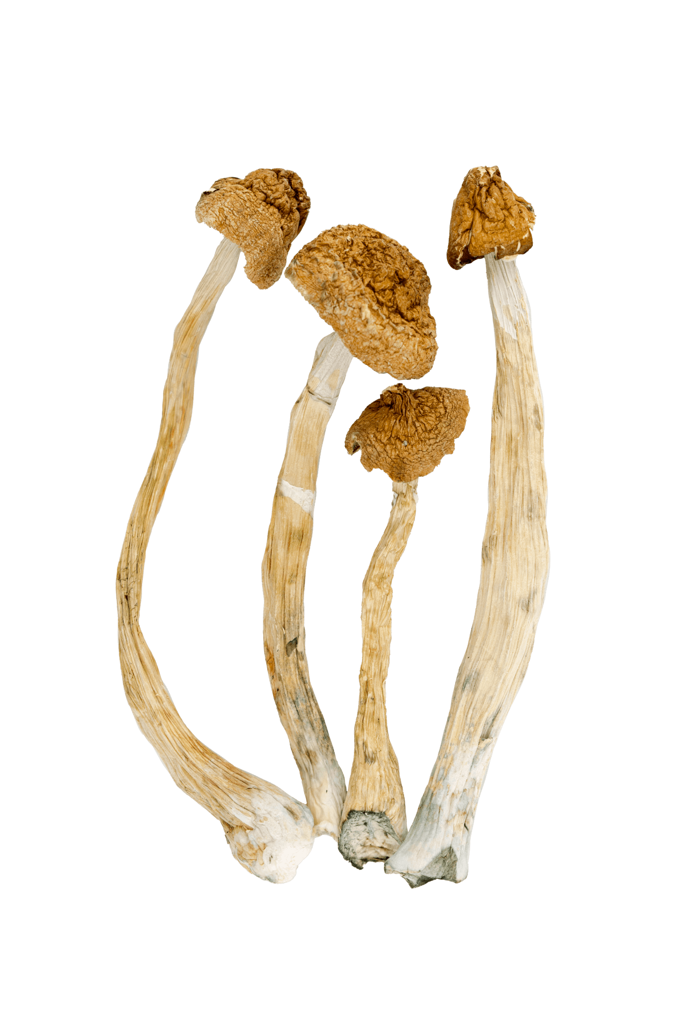 buy psilocybe cubensis ecuador