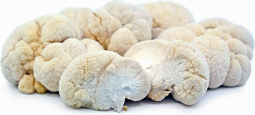 buy lion mane mushroom