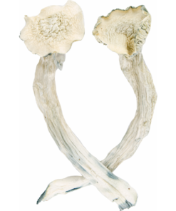 buy white wizard mushrooms